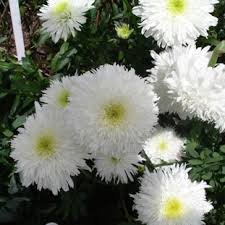 Photo of Leucanthemum x superbum 'Fiona Coghill'