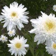 Photo of Leucanthemum superbum 'Wirral Supreme'