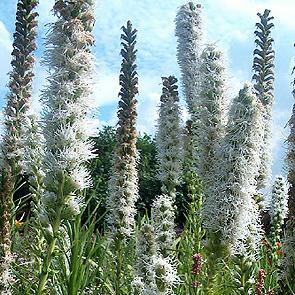 Photo of Liatris spicata 'Floristan White'