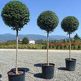 Photo of Ligustrum jonandrum half standard
