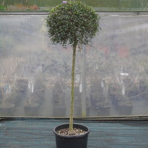 Photo of Ligustrum jonandrum standard