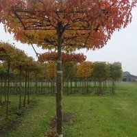 Photo of Liquidambar styraciflua 'Worplesdon' Umbrella tree 12/14cm girth