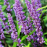 Photo of Liriope muscari 'Big Blue'