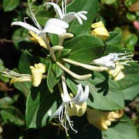 Photo of Lonicera japonica 'Halliana'