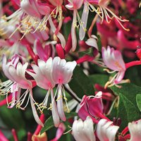 Photo of Lonicera periclymenum 'Belgica'