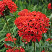 Photo of Lychnis chalcedonica