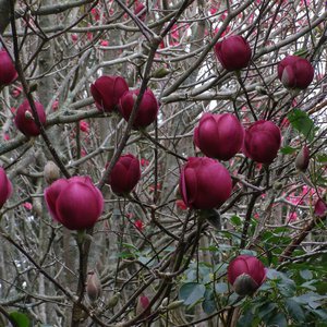 Photo of Magnolia 'Black Tulip'