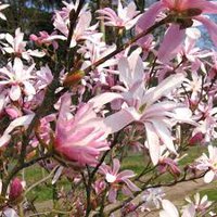 Photo of Magnolia x loebneri 'Leonard Messel'