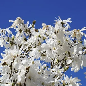 Photo of Magnolia stellata