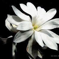 Photo of Magnolia stellata