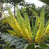 Photo of Mahonia media 'Winter Sun'