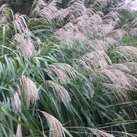 Photo of Miscanthus sinensis 'Silberfeder'