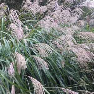Photo of Miscanthus sinensis 'Silberfeder'
