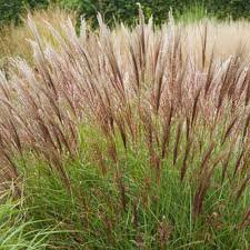 Photo of Miscanthus sinensis 'Yakushima Dwarf'