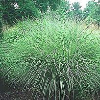 Photo of Miscanthus sinensis 'Morning Light'