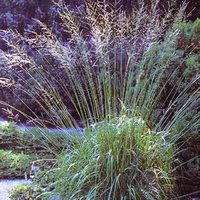 Photo of Molinia caerulea subsp. arundinacea  'Karl Foerster'