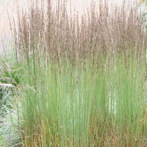 Photo of Molinia caerula 'Moorhexe'