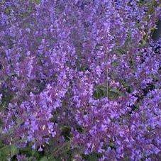 Photo of Nepeta 'Six Hills Giant'