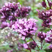 Photo of Origanum 'Herrenhausen'