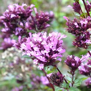 Photo of Origanum 'Herrenhausen'