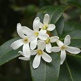 Photo of Osmanthus x burkwoodii 60/80cm