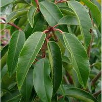 Photo of Prunus angustifolia 'Lusitanica' 125cm