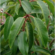 Photo of Prunus angustifolia 'Lusitanica' 125cm