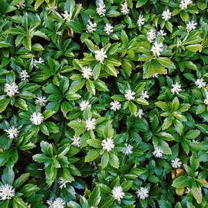 Photo of Pachysandra terminalis