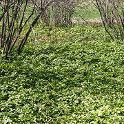 Photo of Pachysandra terminalis