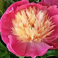 Photo of Paeonia lactiflora 'Bowl of Beauty'