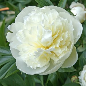 Photo of Paeonia lactiflora 'Duchess de Nemours'