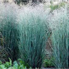 Photo of Panicum virgatum 'Heavy Metal'