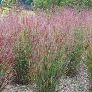 Photo of Panicum virgatum 'Shenandoah'