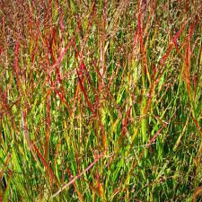 Photo of Panicum virgatum 'Shenondah'