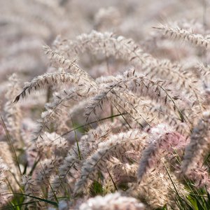 Photo of Pennisetum orientale