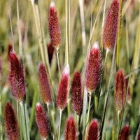 Photo of Pennisetum 'Red Buttons'