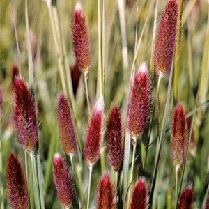 Photo of Pennisetum 'Red Buttons'