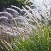 Photo of Pennisetum orientale 'Tall Tails'