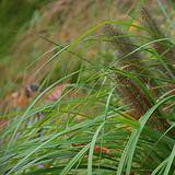 Photo of Pennisetum alopecuroides 'Moudry'