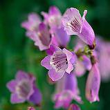 Photo of Penstemon 'Sour Grapes'