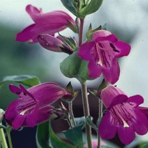 Photo of Penstemon 'Burgundy'