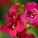 Photo of Penstemon 'Garnet'