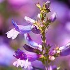 Photo of Penstemon 'Heavenly Blue'