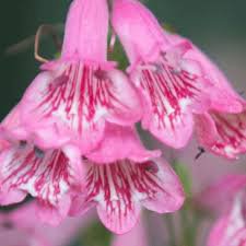 Photo of Penstemon ''Hewells Pink'