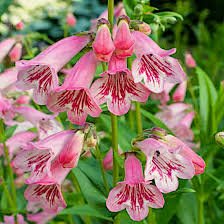 Photo of Penstemon 'Hidcote Pink'