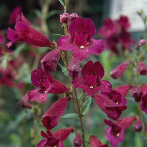 Photo of Penstemon 'Purple Bedder'