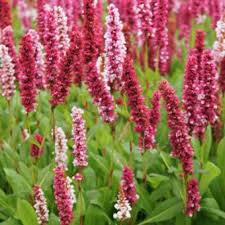 Photo of Persicaria affinis 'Darjeeling Red'