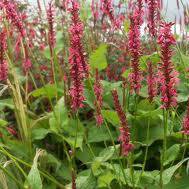 Photo of Persicaria amplexicaulis 'Speciosa'