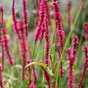 Photo of Persicaria amplexicaulis 'Summer Dance'