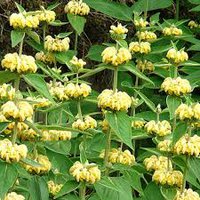 Photo of Phlomis russeliana